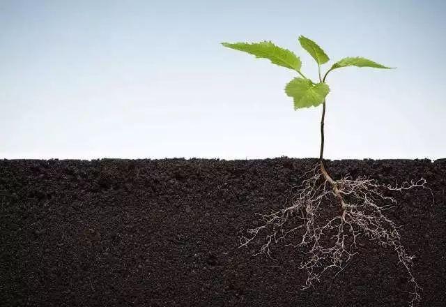 植物根系分析儀對農業(yè)生產有幫助嗎？